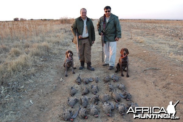 Francolin over German Shotrhaired Pointers