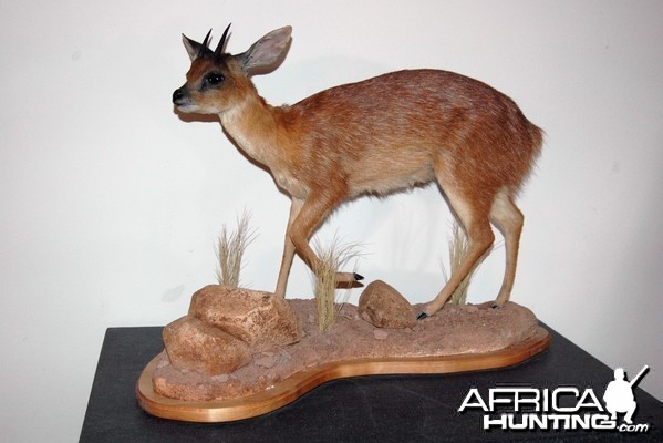 Cape Grysbok Mount