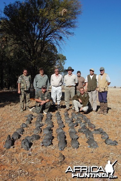 Guineafowl Hunting.