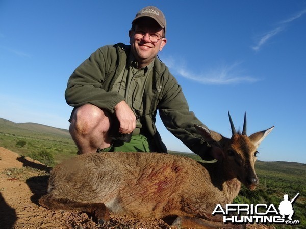 Common Duiker