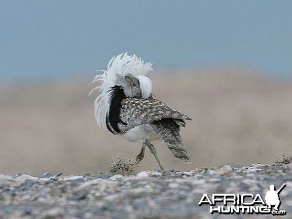 Houbara Male Bustard