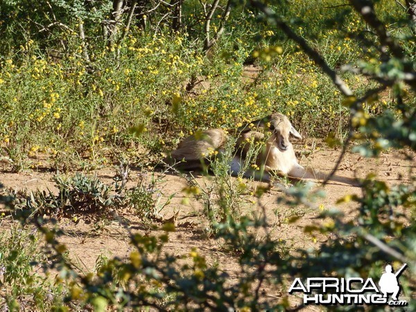 Young springbok