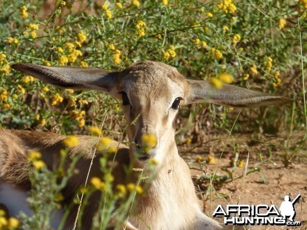 Young springbok
