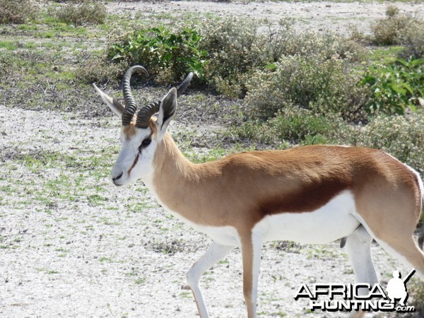 Springbok