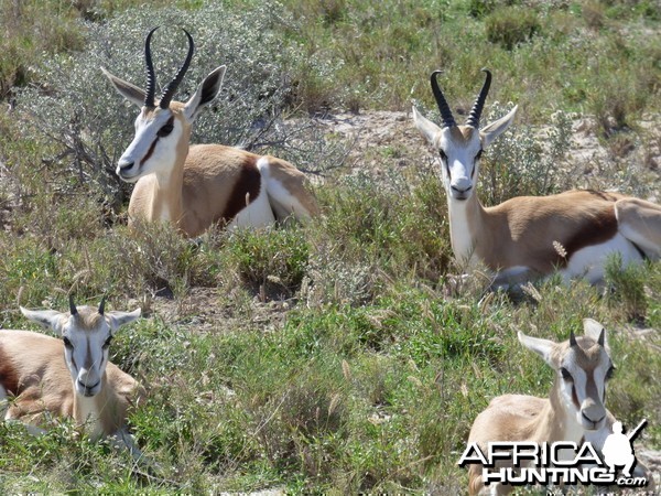 Springboks