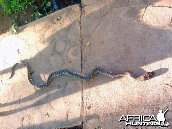 Zebra Snake in Namibia