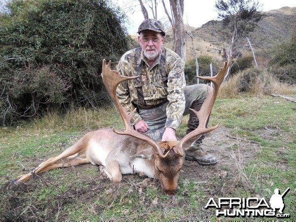 Fallow deer