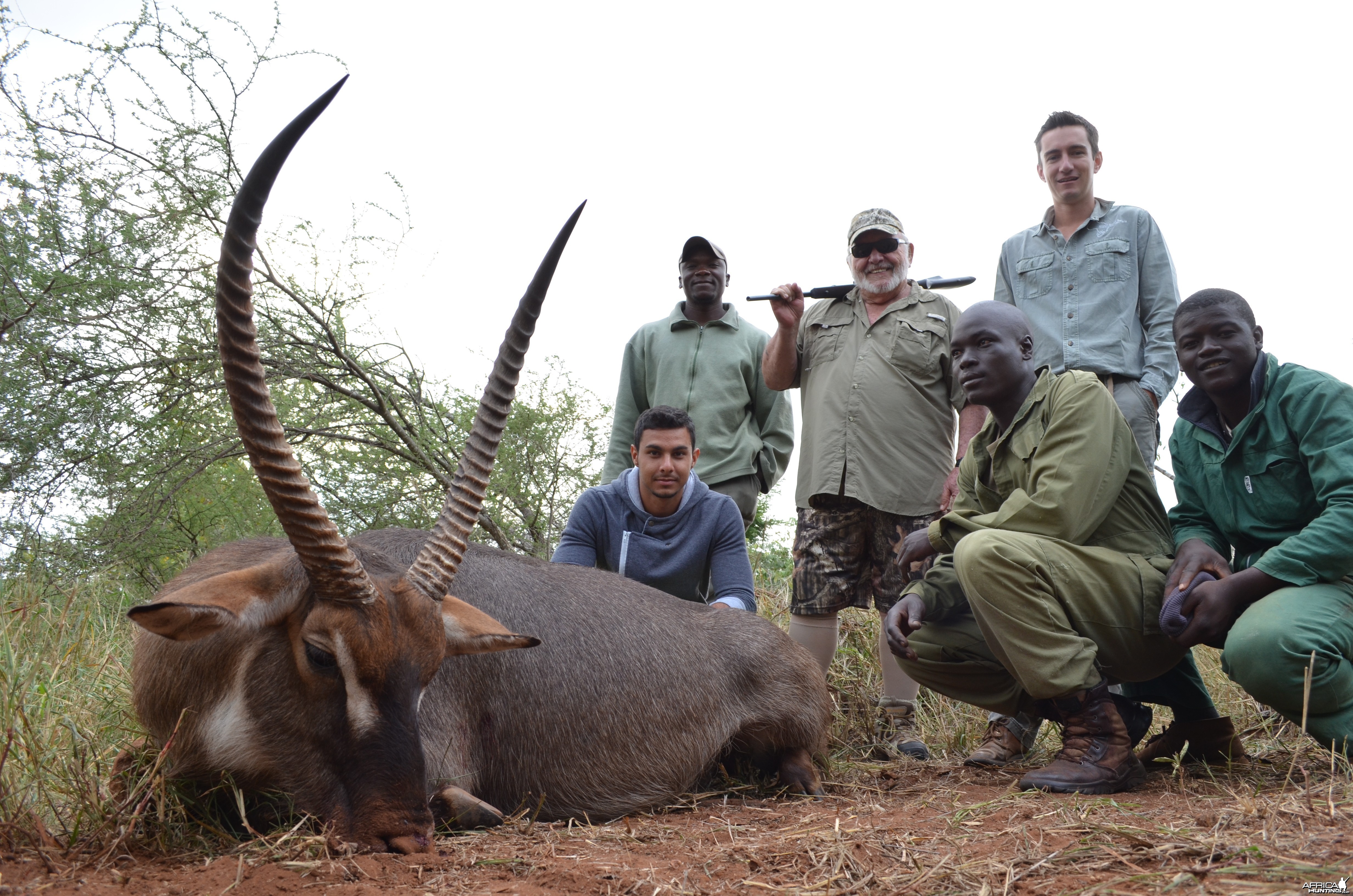 B V C ZIMBABWE WATERBUCK