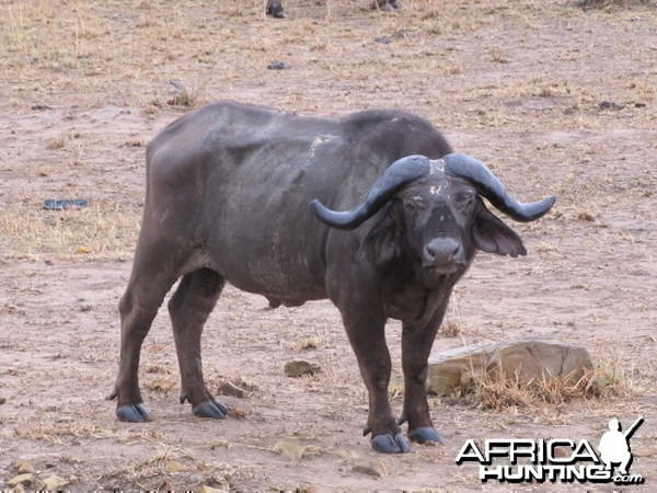 Hunting Tanzania... Old Buffalo Warrior in Kilombero