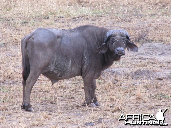 Hunting Tanzania... Old Buffalo Warrior in Kilombero