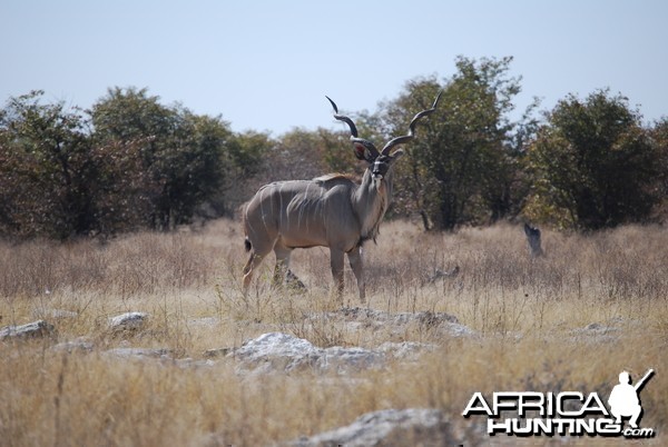 Big Namibian Kudu