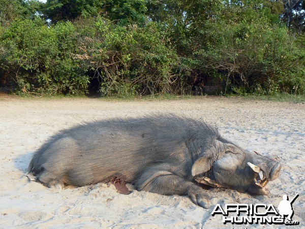 Giant Forest Hog Hunting in C.A.R.