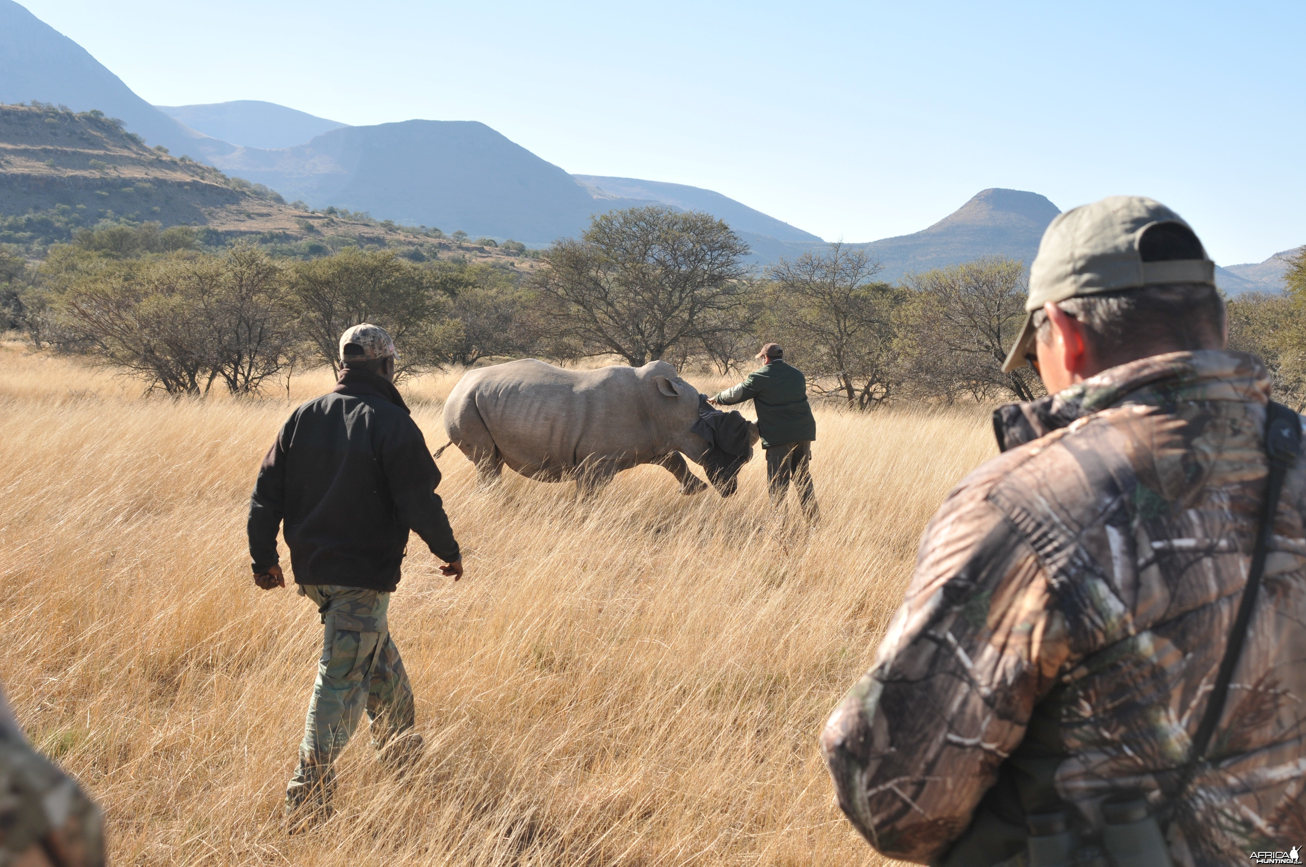 Vet Wrangling Darted Rhino