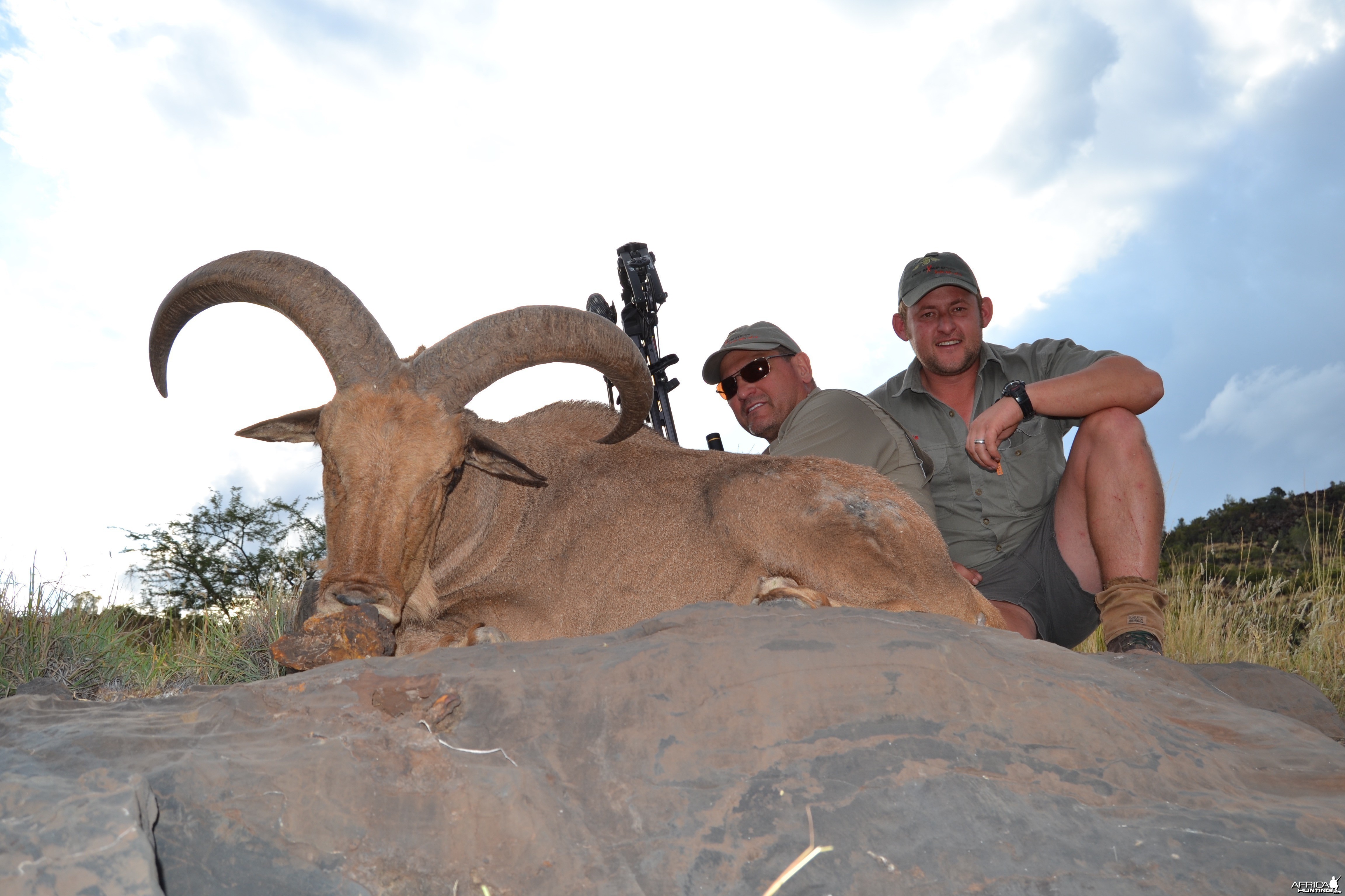 Aoudad Ram