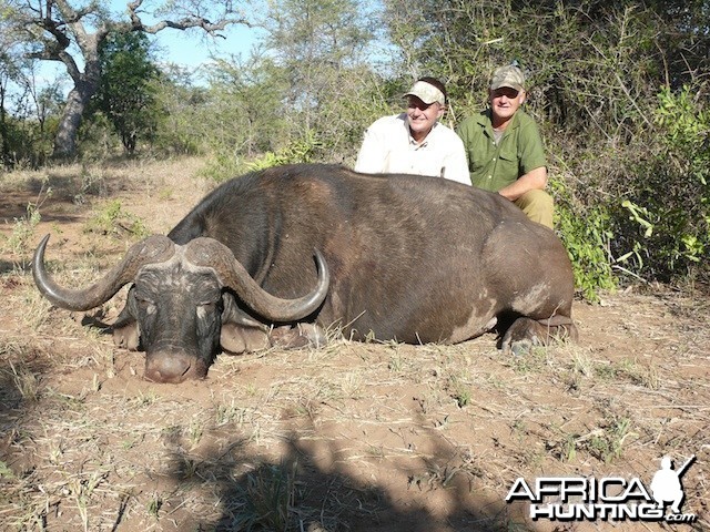 Buffalo taken recently on our Tintshaba concession