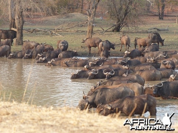 Buffalo herd taking a drink on a dry winter morning