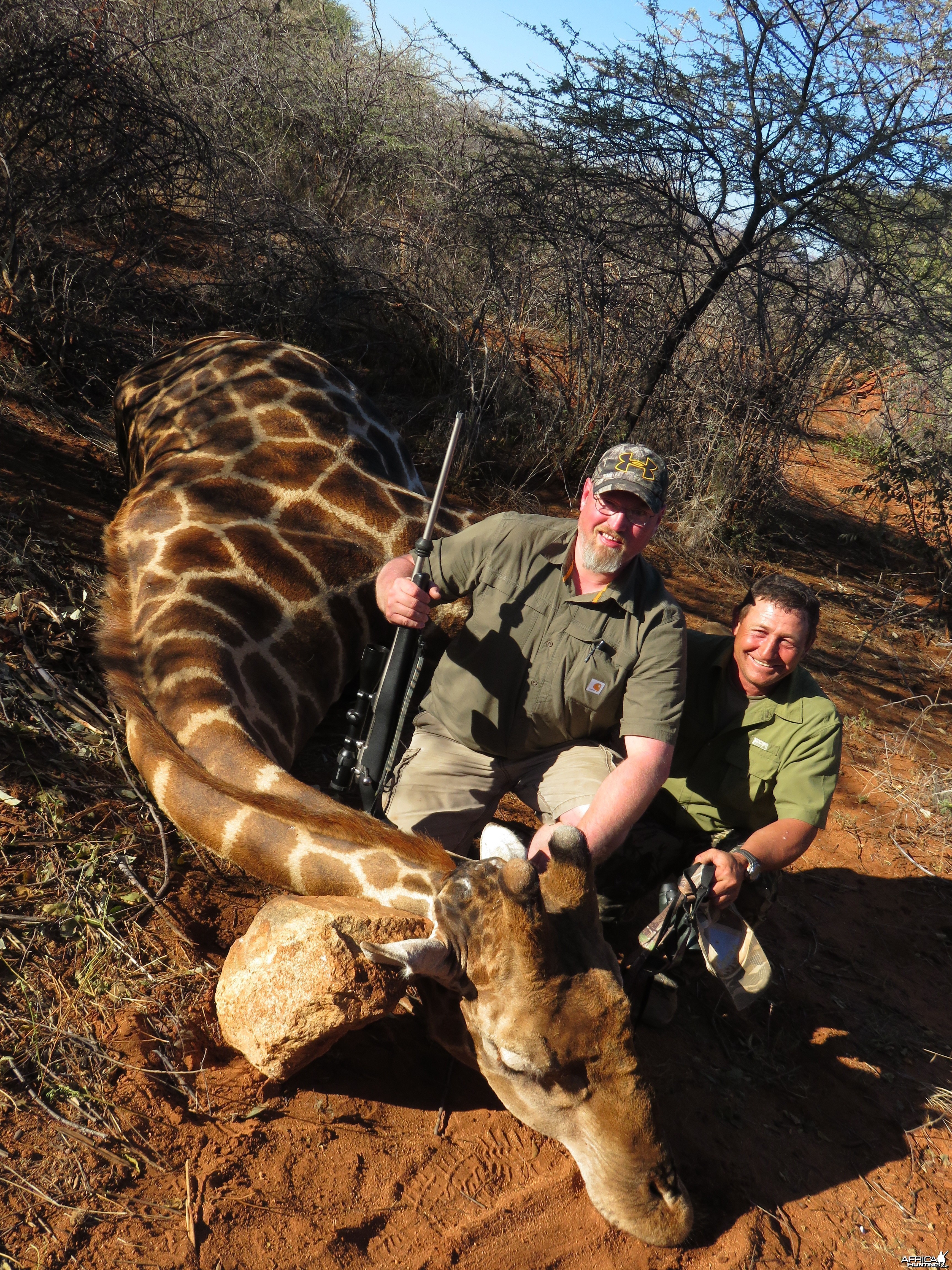 Big Giraffe bull