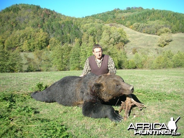 Hunting good Romanian Brown Bear