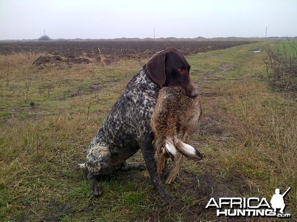 Hunting Hare Romania