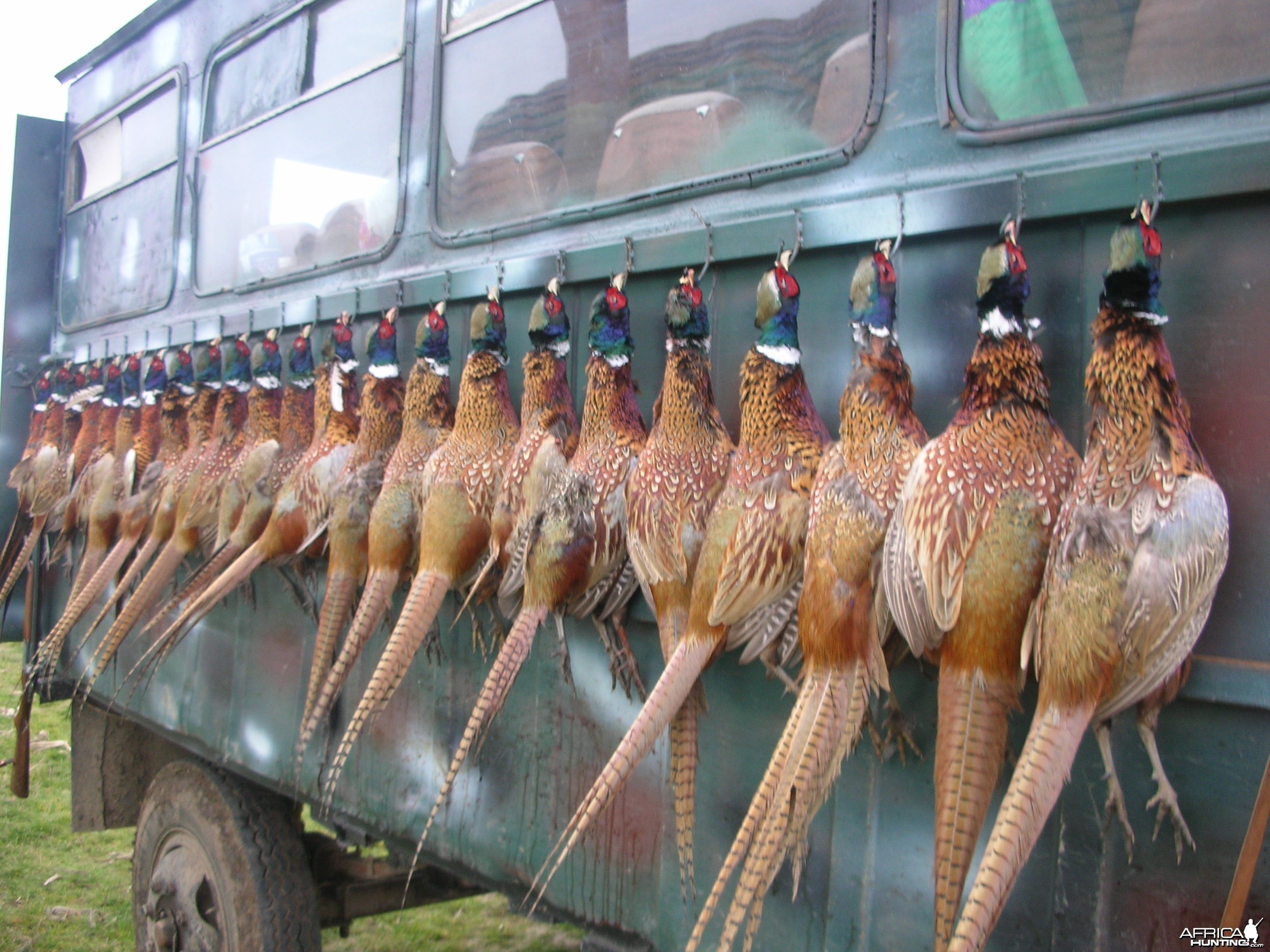 Hunting Pheasant Romania