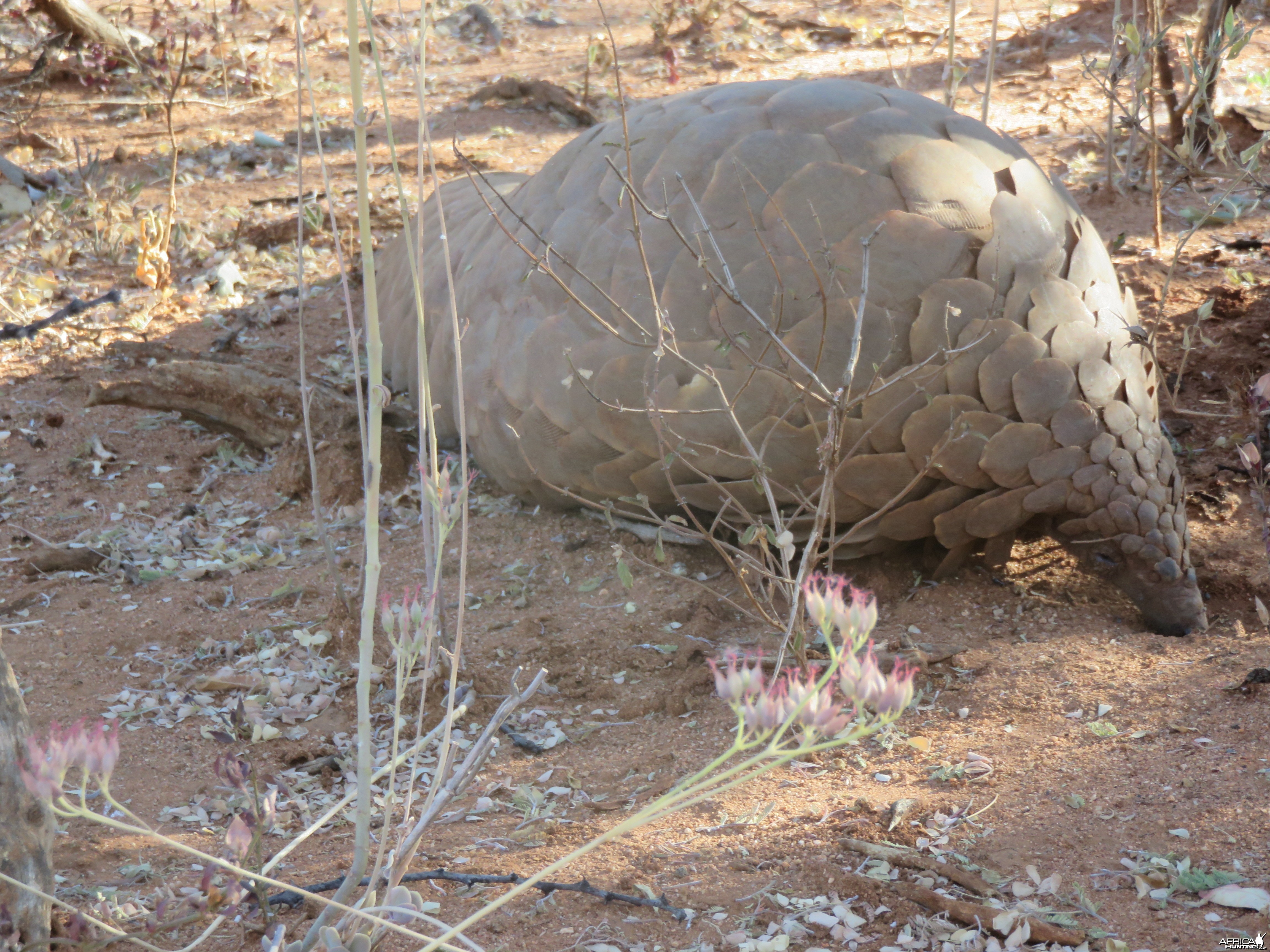had the rare privilege to see 2 pangolins at Ozondjahe