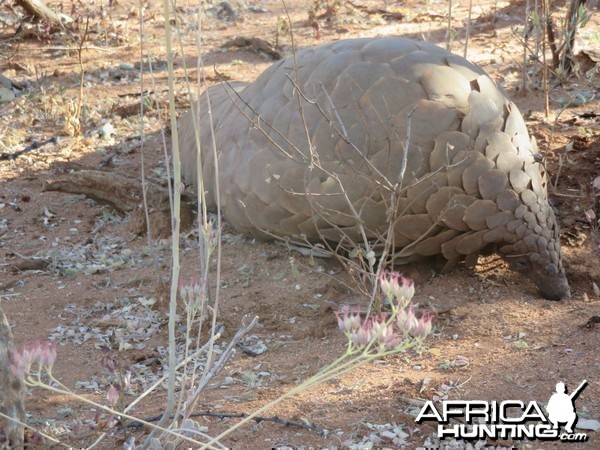 had the rare privilege to see 2 pangolins at Ozondjahe