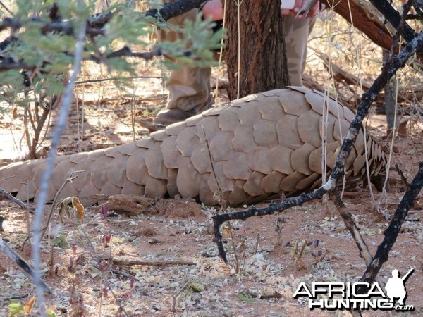 Pangolin