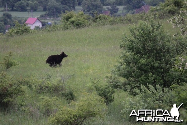 Hunting Romania Bear