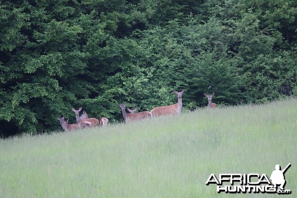 Hunting Romania