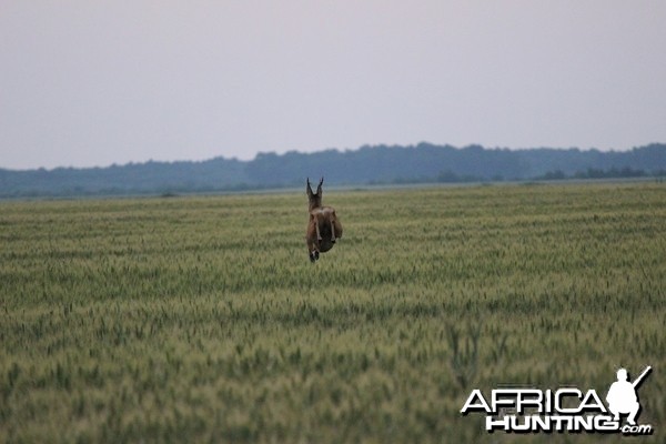 Hunting Romania