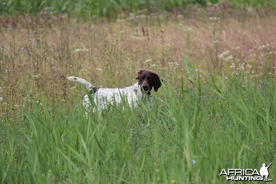 Hunting Romania