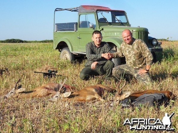 Hunting Roe Deer in Romania