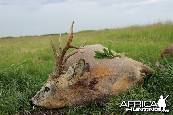 Hunting Roe Deer in Romania