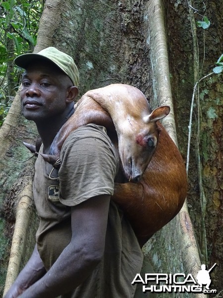 Female Bay Duiker hunted over a call in the CAR forest