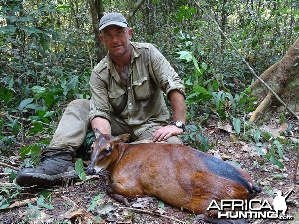 Female Bay Duiker hunted over a call in the CAR forest