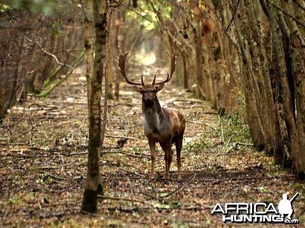 Fallow Deer Hunt in Romania