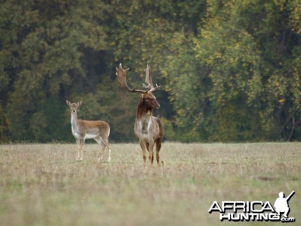 Fallow Deer Romania