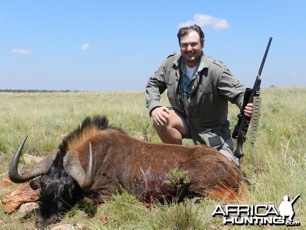 Black Wildebeest