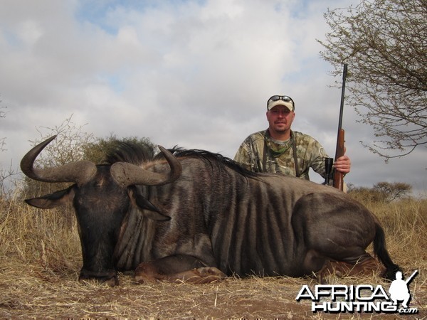 Blue Wildebeest Limpopo 2015