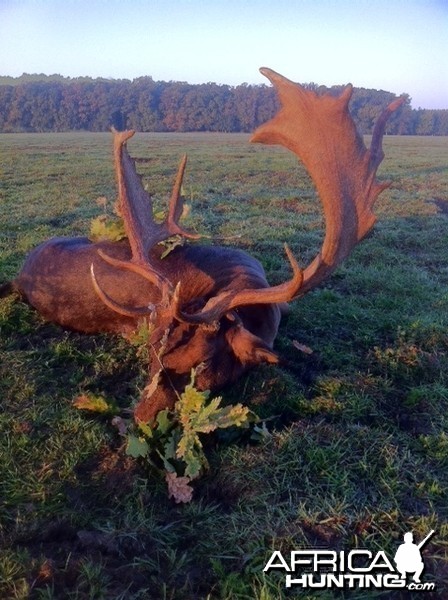 Fallow Deer Hunt in Romania