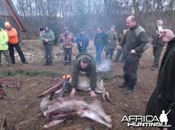 Driven hunt in Hungary.