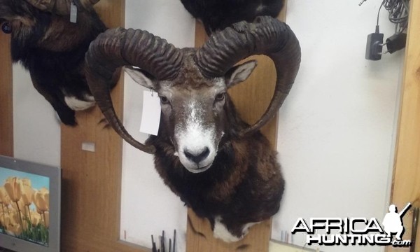 Mouflon Czech Republic Silver