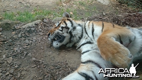 French Zoo St Martin la Plaine. .