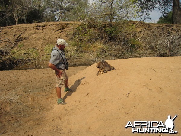 2015 Limpopo, PH setting up Bushbuck