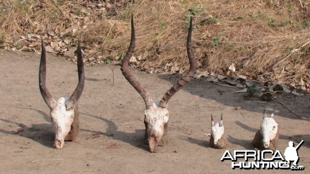 various Trophies hunted in Tanzania