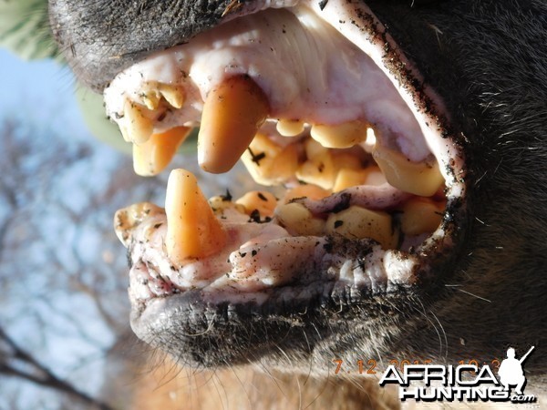 Hunting Hyena in Tanzania with Nathan Askew of Bullet Safaris