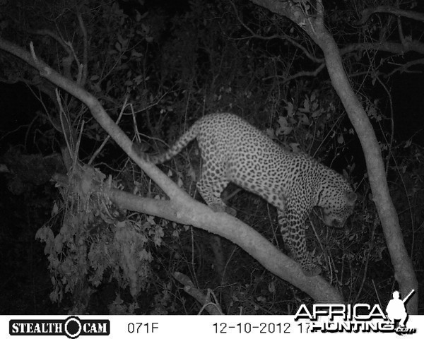 Hunting Leopard in Tanzania with Nathan Askew of Bullet Safaris