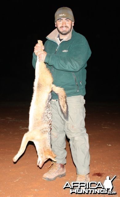 Black-backed Jackal hunting