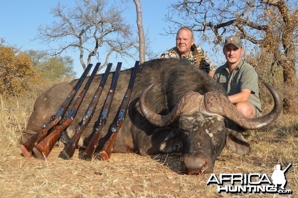 Buffalo bull South-Africa