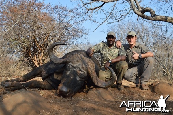 Buffalo bull South-Africa